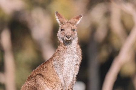 Eastern Grey Kangaroo, Ulladulla, NSW, Australia.の写真素材