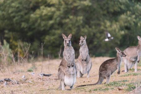 Eastern Grey Kangaroo, Ulladulla, NSW, Australia.の写真素材