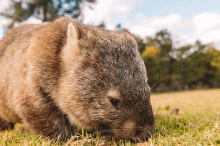 Common Wombat eating grass in a field.の写真素材