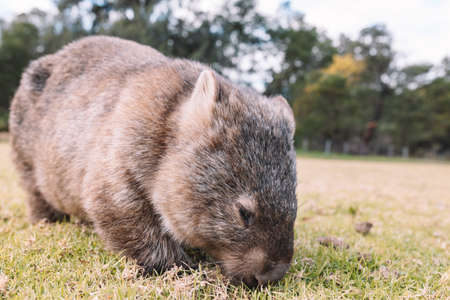 Common Wombat eating grass in a field.の写真素材