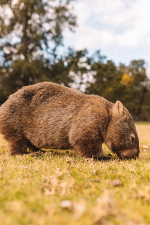 Common Wombat eating grass in a field.の写真素材
