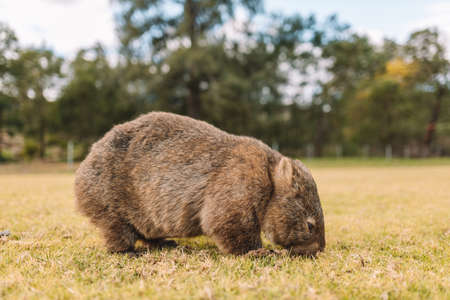 Common Wombat eating grass in a field.の写真素材