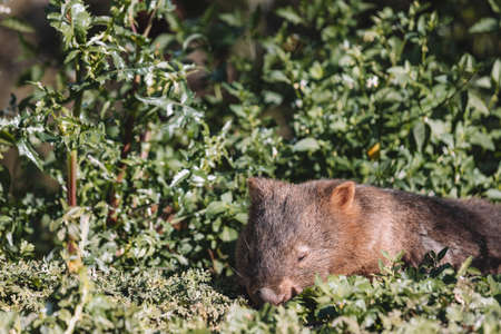 Common Wombat eating grass in a field.の写真素材