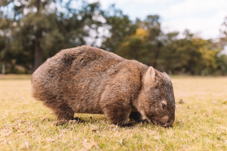 Common Wombat eating grass in a field.の写真素材