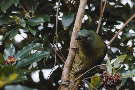 Male Satin Bowerbird sitting in a tree.の写真素材