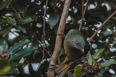 Male Satin Bowerbird sitting in a tree.の写真素材