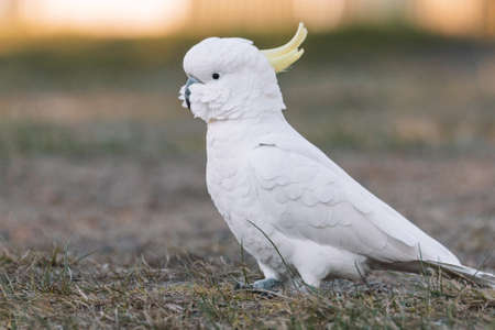 White Sulphur-Crested cockatoo walking in a grassy field.の写真素材
