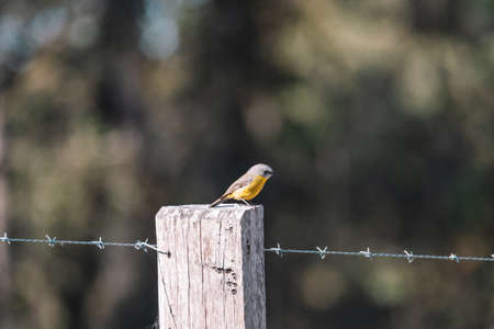 Eastern Yellow Robin, Australian bird.の写真素材