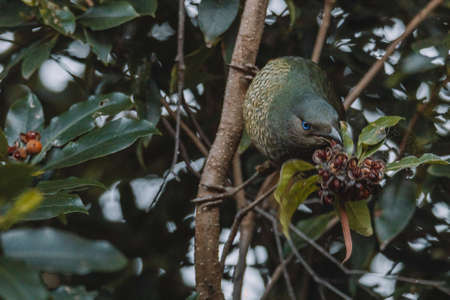 Male Satin Bowerbird sitting in a tree.の写真素材