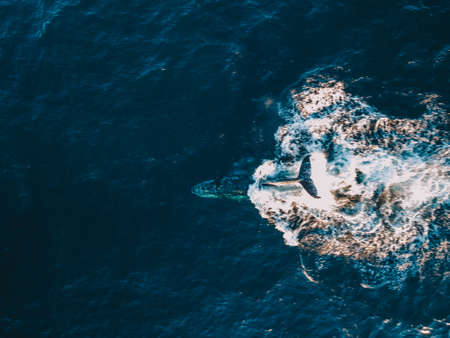 Whale splashing water in the ocean,の写真素材