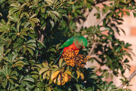 Female Australian King Parrot in a tree.の写真素材