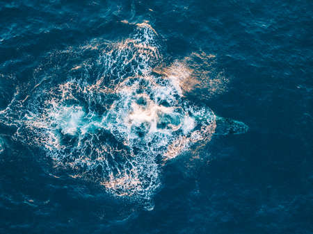 Whale splashing water in the ocean,の写真素材