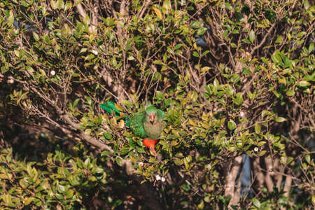 Female Australian King Parrot in a tree.の写真素材
