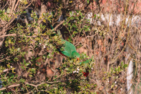 Female Australian King Parrot in a tree.の写真素材