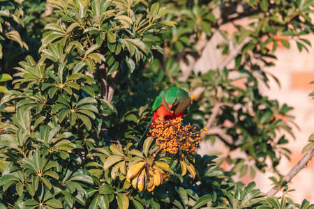 Female Australian King Parrot in a tree.の写真素材