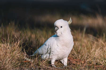 White Sulphur-Crested cockatoo walking in a grassy field.の写真素材
