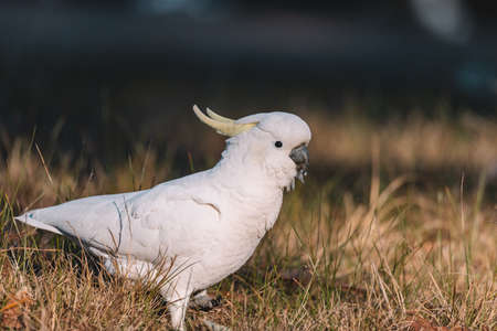 White Sulphur-Crested cockatoo walking in a grassy field.の写真素材