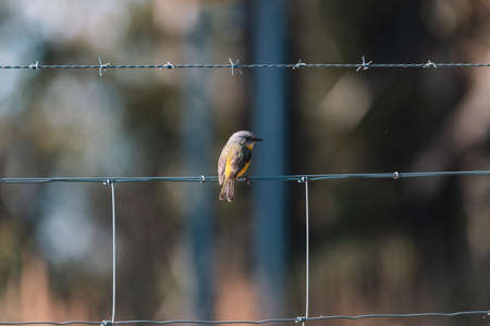 Eastern Yellow Robin, Australian bird.の写真素材
