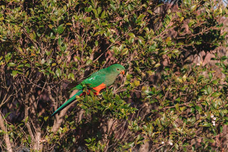 Female Australian King Parrot in a tree.の写真素材