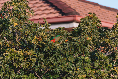 Female Australian King Parrot in a tree.の写真素材