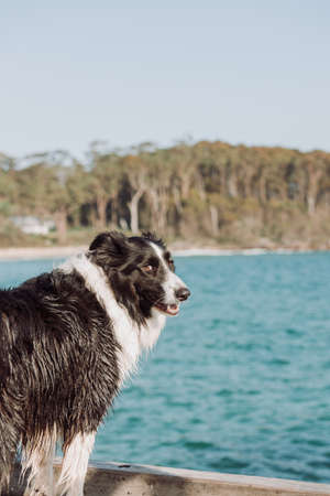 Border Collie dog at the beach.の写真素材