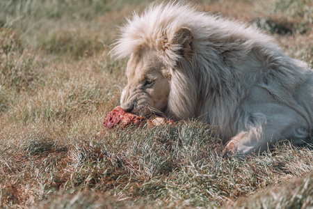 Male Lion eating an animal.の写真素材