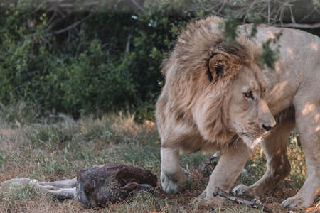 Male Lion eating an animal.の写真素材