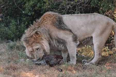 Male Lion eating an animal.の写真素材