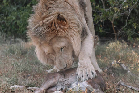 Male Lion eating an animal.の写真素材