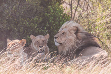 Lion and lioness sitting in a field together.の写真素材