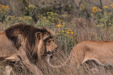 Lion and lioness sitting in a field together.の写真素材