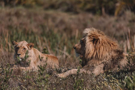 Lion and lioness sitting in a field together.の写真素材