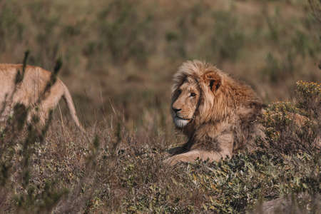 Lion and lioness sitting in a field together.の写真素材