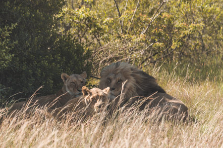 Lion and lioness sitting in a field together.の写真素材