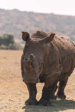 White rhino grazing in a field.の写真素材