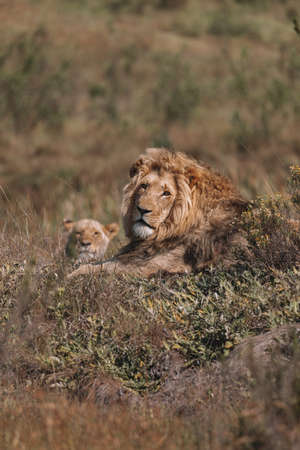 Lion and lioness sitting in a field together.の写真素材