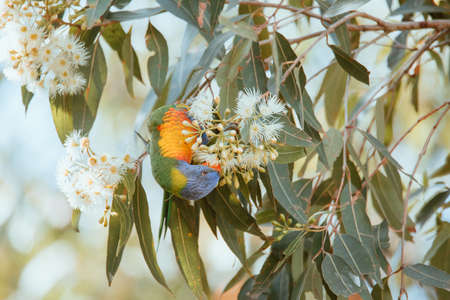 Rainbow Lorikeet bird eating in a tree.の写真素材