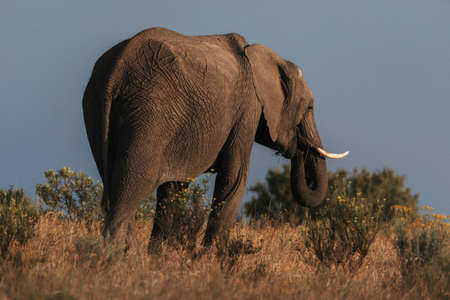 Elephant in a field in South Africa.の写真素材
