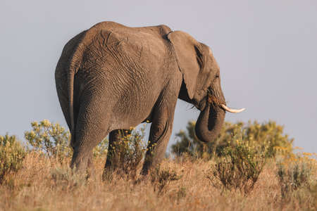 Elephant in a field in South Africa. High quality photoの写真素材