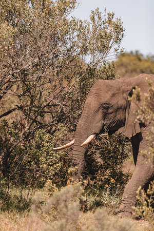 Elephant in a field in South Africa.の写真素材
