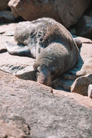 Australian fur seal sitting on a rock.の写真素材