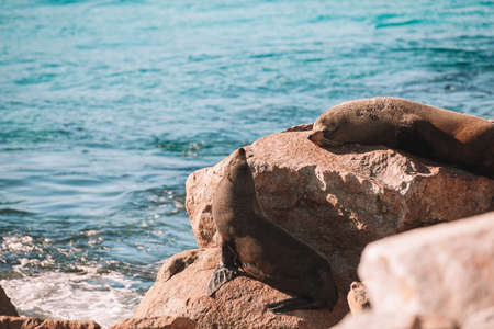 Australian fur seal sitting on a rock.の写真素材