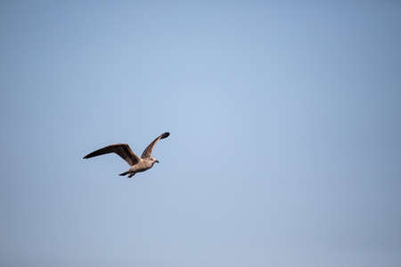 Juvenile Kelp gull in flight. Natural blue sky background. Ulladulla, Australiaの写真素材