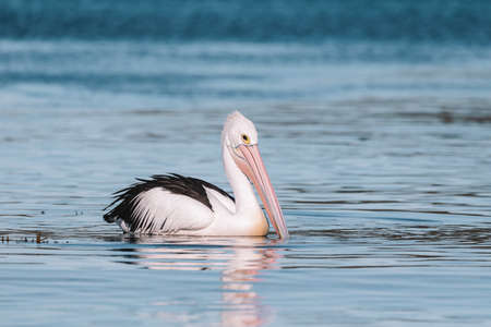 Australian Pelican in Ulladulla harbour foraging for food.の写真素材