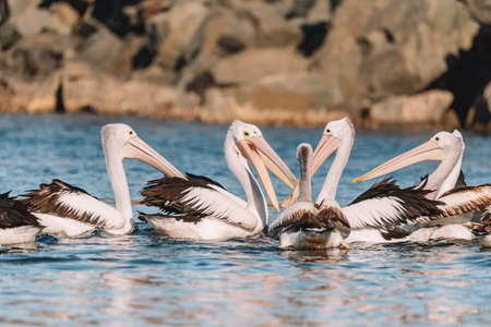 Australian Pelican in Ulladulla harbour foraging for food.の写真素材