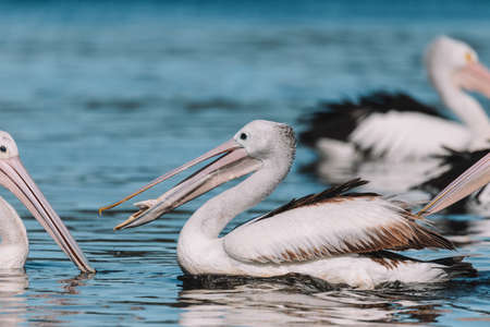 Australian Pelican in Ulladulla harbour foraging for food.の写真素材