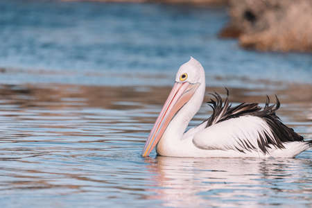 Australian Pelican in Ulladulla harbour foraging for food.の写真素材