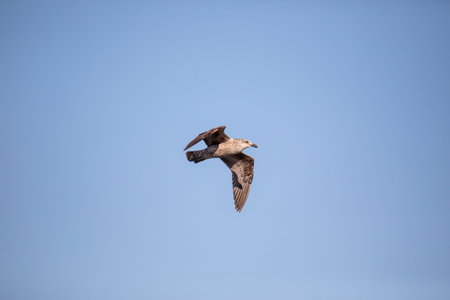 Juvenile Kelp gull in flight. Natural blue sky background. Ulladulla, Australia