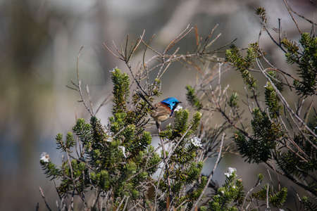 Variegated Fairywren (Malurus lamberti) - Male perched on branchの写真素材