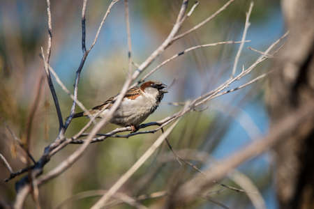 Portrait of a house sparrow on a bush close upの写真素材